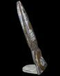 Bargain, Fossil Goniatite & Orthoceras Sculpture - #72842-1